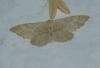 Idaea straminata